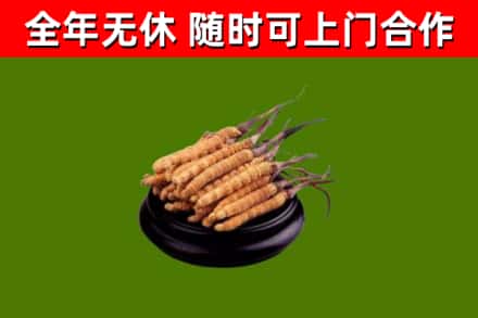 于田回收散虫草